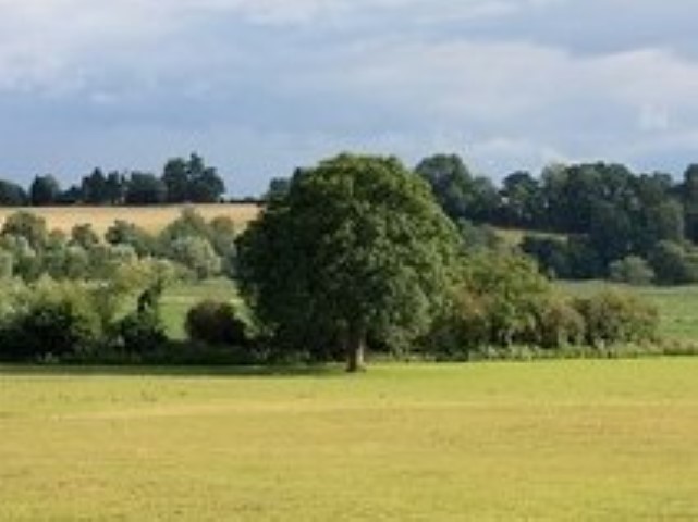 oak tree at poulstone court retreat centre