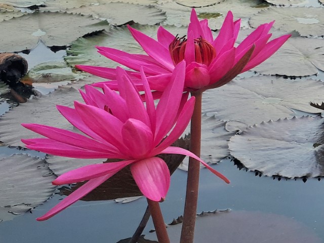 lotus-flower rising from muddy pond